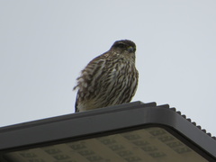 Falco columbarius columbarius