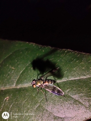 Sciapodinae