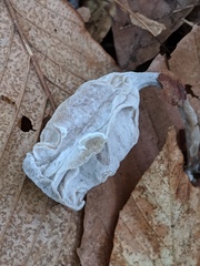 Hypomyces porphyreus