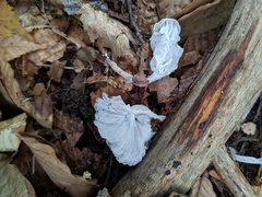 Hypomyces porphyreus