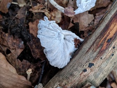 Hypomyces porphyreus