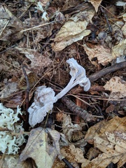 Hypomyces porphyreus