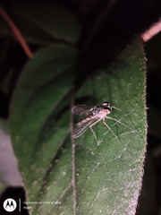 Sciapodinae