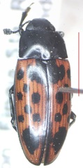 Pselaphacus signatus