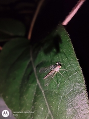 Sciapodinae