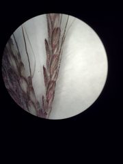 Dichanthium annulatum papillosum