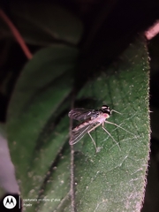 Sciapodinae