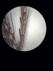 Dichanthium annulatum papillosum