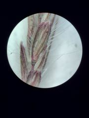 Dichanthium annulatum papillosum