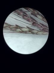 Dichanthium annulatum papillosum