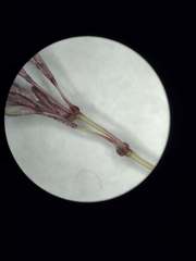 Dichanthium annulatum papillosum