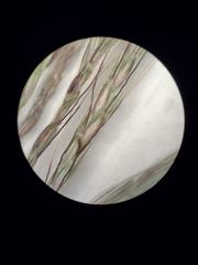 Dichanthium annulatum annulatum