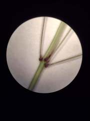 Dichanthium annulatum annulatum