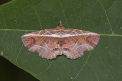 Eugnathia diagonalis