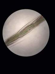 Dichanthium annulatum annulatum
