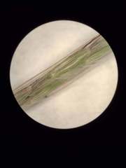 Dichanthium annulatum annulatum