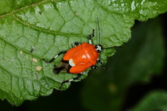 Coryzorhaphis leucocephala