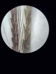 Dichanthium annulatum annulatum