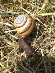 Helminthoglypta stiversiana