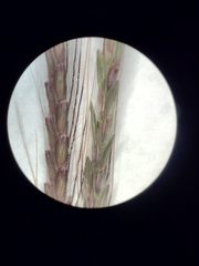 Dichanthium annulatum annulatum
