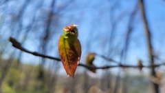 Neoshirakia japonica