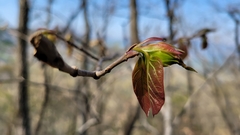 Neoshirakia japonica
