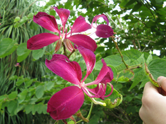 Angiospermae