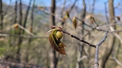 Neoshirakia japonica