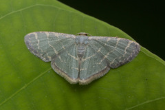 Lophophleps triangularis