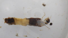 Lepidostoma
