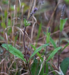 Verbena carnea