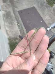 Urochloa distachya