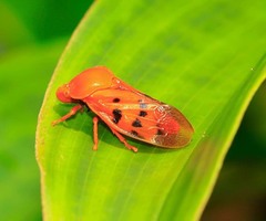 Gynopygoplax submaculata