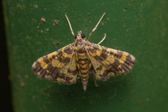 Eurrhyparodes tricoloralis