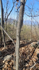 Neoshirakia japonica