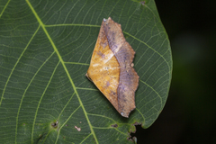 Xanthanomis xanthina