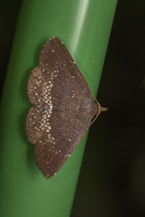 Adrapsa geometroides