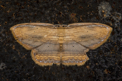 Drapetodes mitaria