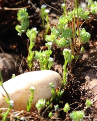Plagiobothrys stipitatus