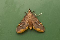 Prophantis