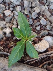 Citharexylum spinosum