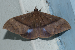 Ischyja