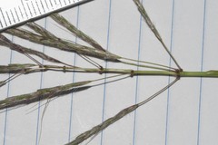 Dichanthium annulatum annulatum