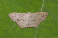 Scopula rufistigma