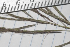 Dichanthium annulatum annulatum