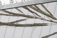 Dichanthium annulatum annulatum