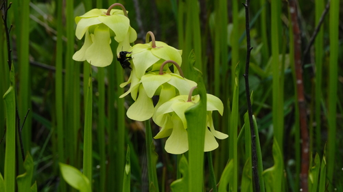 Sarracenia alata