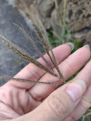 Dichanthium annulatum papillosum