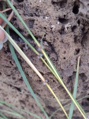 Dichanthium annulatum papillosum
