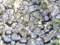 Anthopleura dixoniana